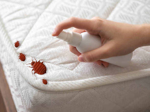 Best Pest Control Near Me  in Adelino, NM