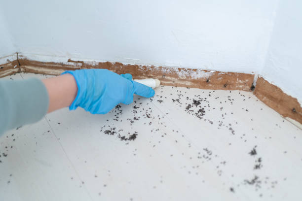 Best Cockroach Control Services  in Adelino, NM